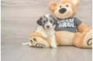 Funny Havachon Designer Pup