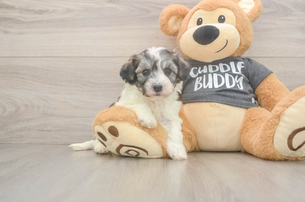 5 week old Havachon Puppy For Sale - Premier Pups