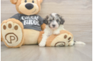 Fluffy Havachon Designer Pup