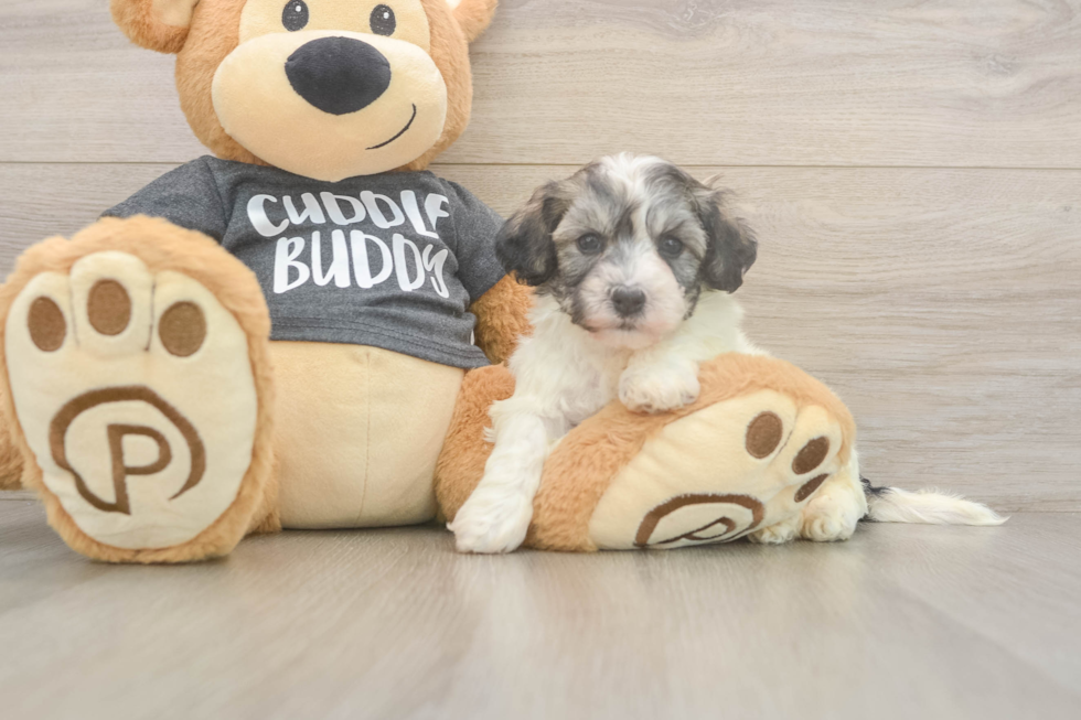 Fluffy Havachon Designer Pup