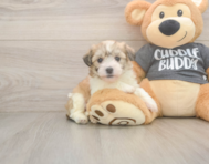 5 week old Havachon Puppy For Sale - Premier Pups