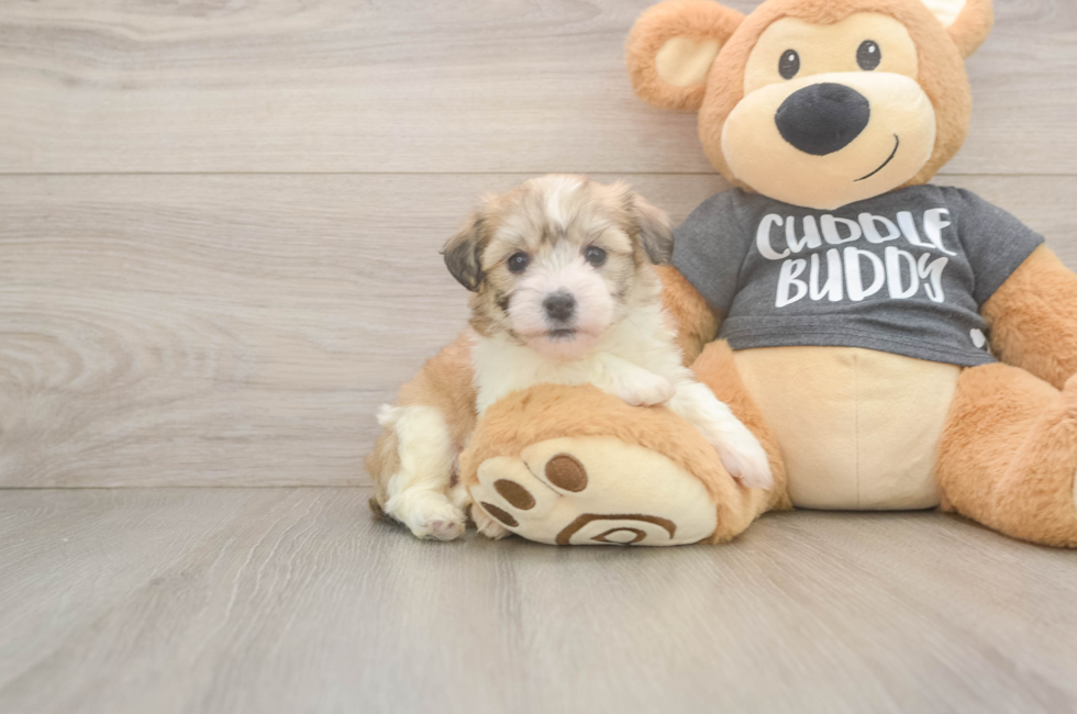 5 week old Havachon Puppy For Sale - Premier Pups