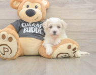 5 week old Havachon Puppy For Sale - Premier Pups