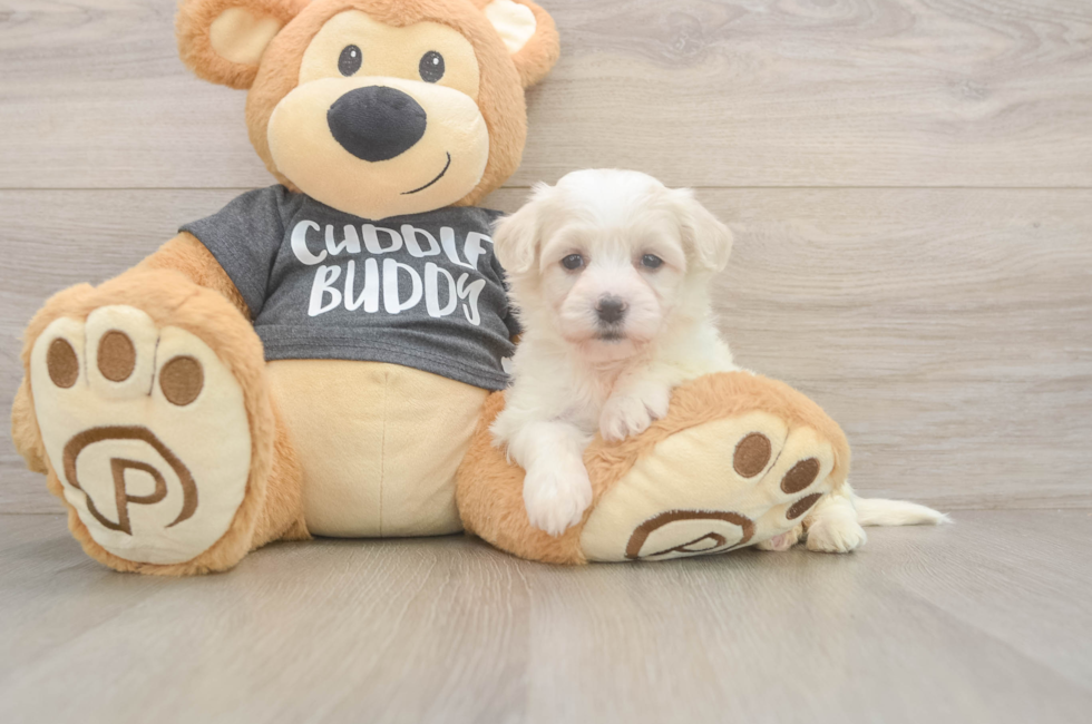 5 week old Havachon Puppy For Sale - Premier Pups