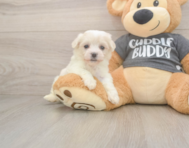 5 week old Havachon Puppy For Sale - Premier Pups