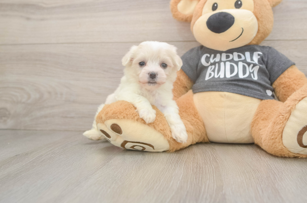 5 week old Havachon Puppy For Sale - Premier Pups