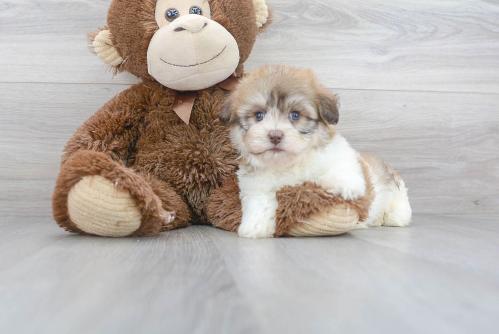 Cute Havachon Designer Pup