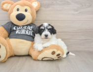 5 week old Havachon Puppy For Sale - Premier Pups