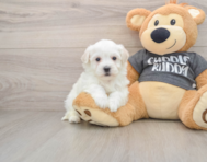 5 week old Havachon Puppy For Sale - Premier Pups