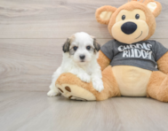 5 week old Havachon Puppy For Sale - Premier Pups