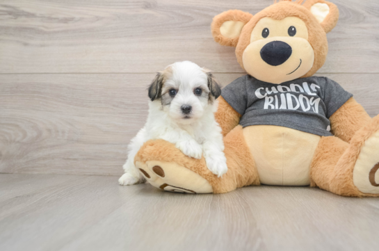 Little Havashon Designer Puppy
