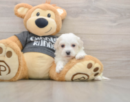 5 week old Havachon Puppy For Sale - Premier Pups