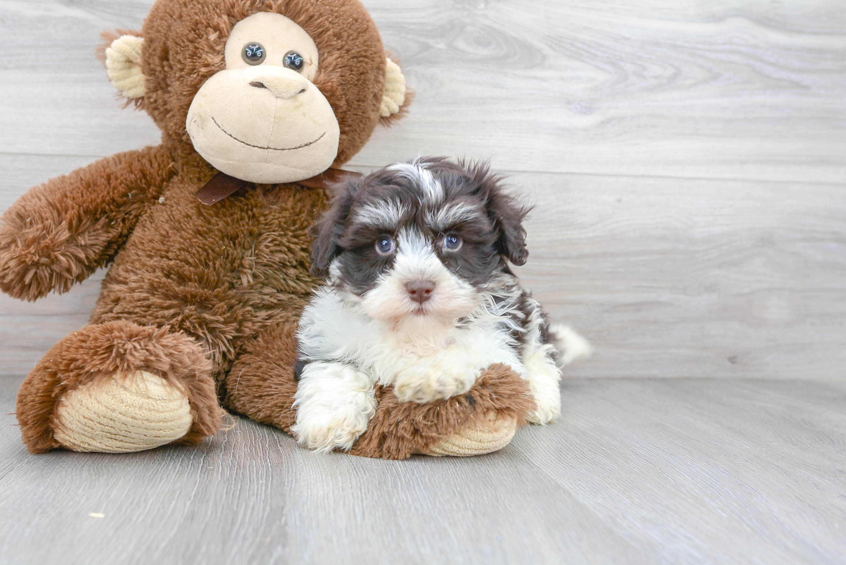 Hypoallergenic Havanese Designer Puppy