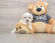 5 week old Havachon Puppy For Sale - Premier Pups