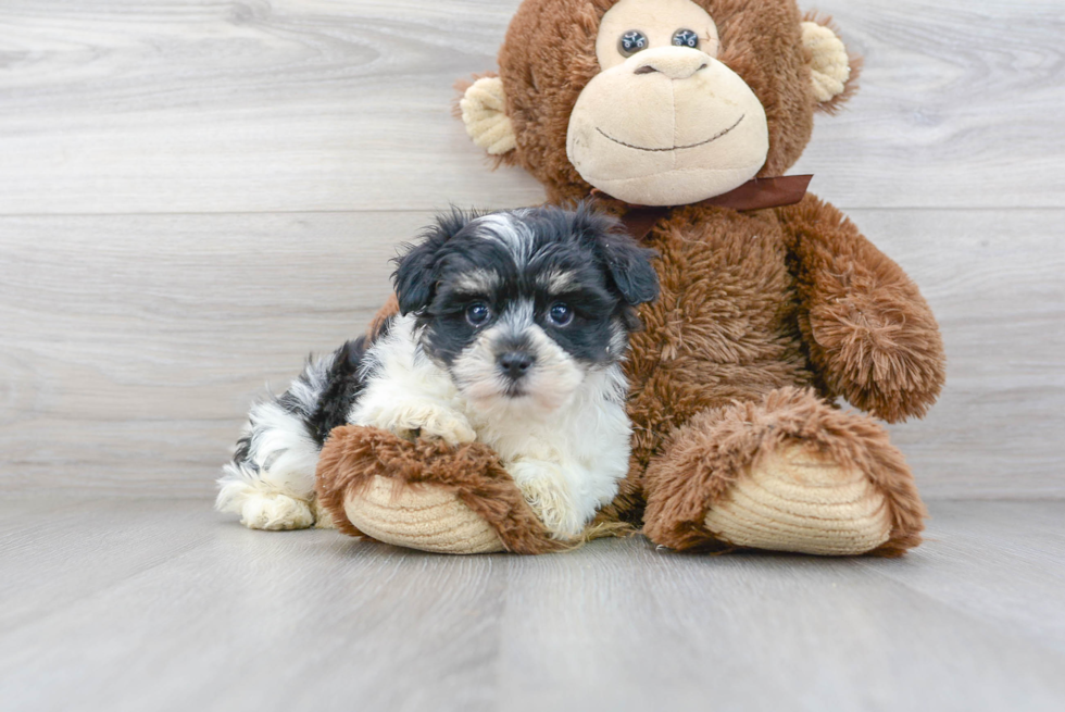 Petite Havachon Designer Pup