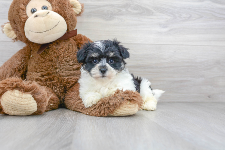 Little Havanese Designer Puppy