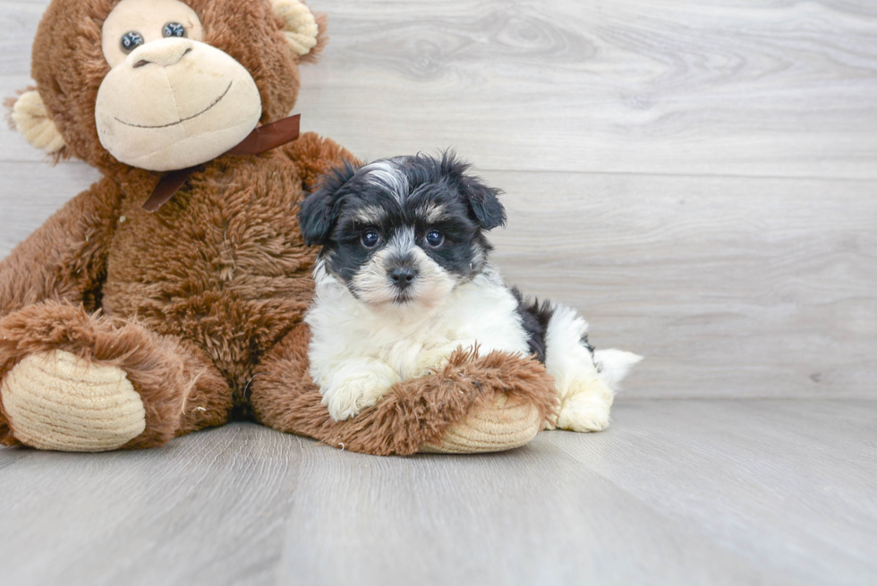 Little Havanese Designer Puppy