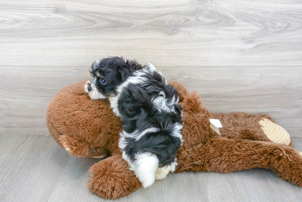Hypoallergenic Havanese Designer Puppy