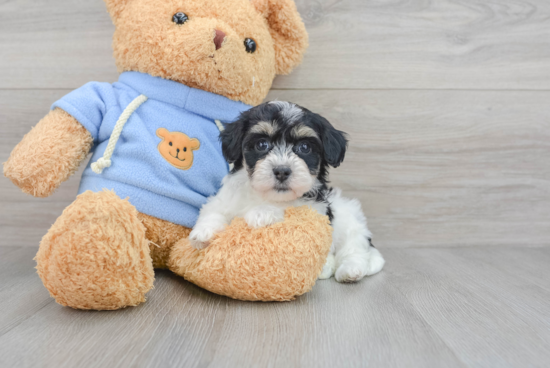 Little Havanese Designer Puppy