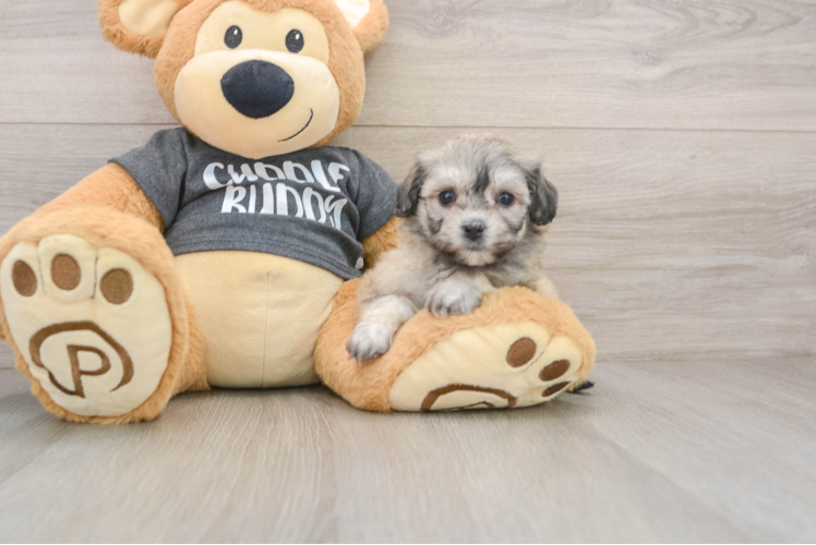 Little Havashon Designer Puppy