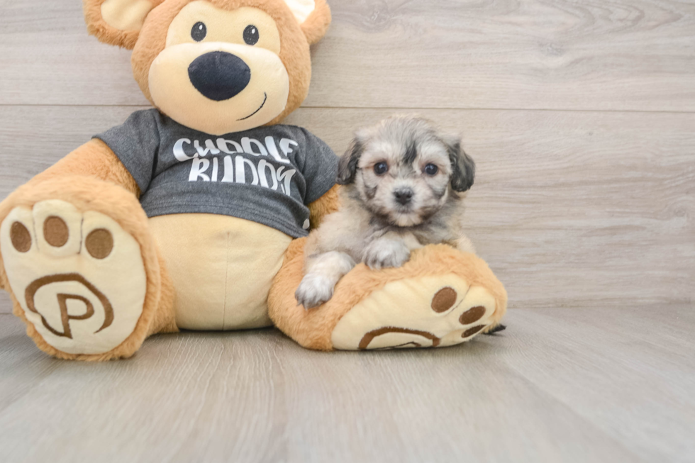 Little Havashon Designer Puppy