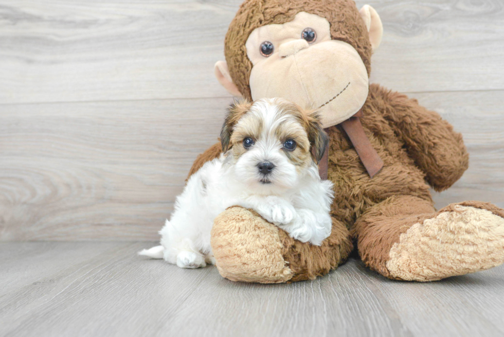 Energetic Havanese Designer Puppy