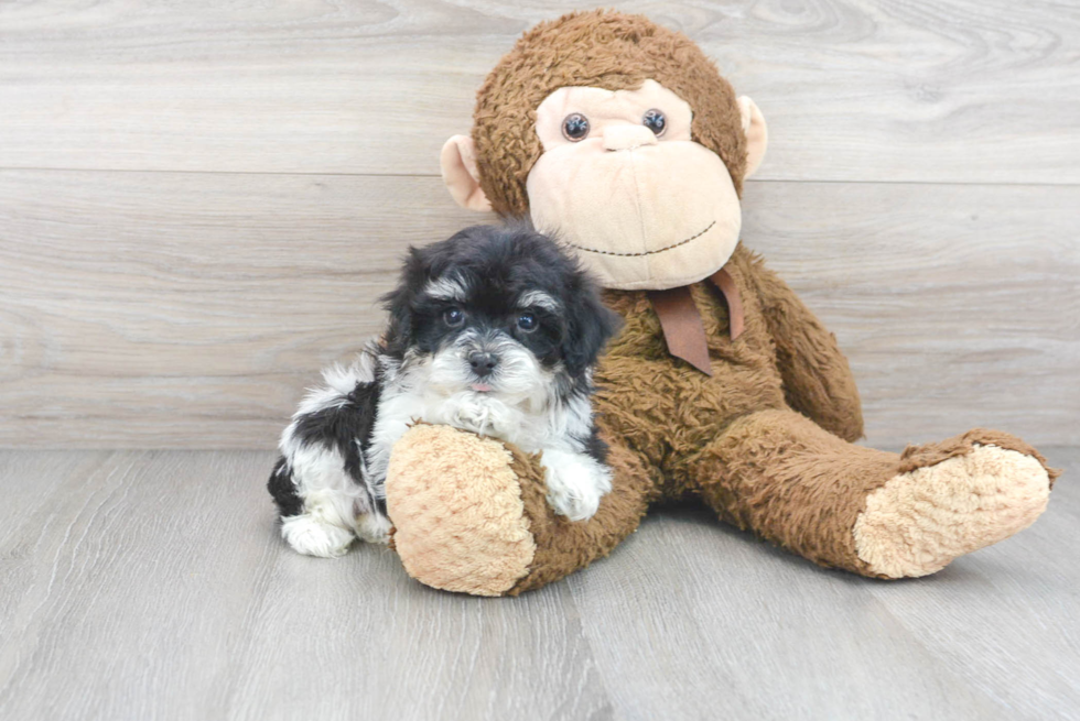 Playful Havanese Designer Puppy