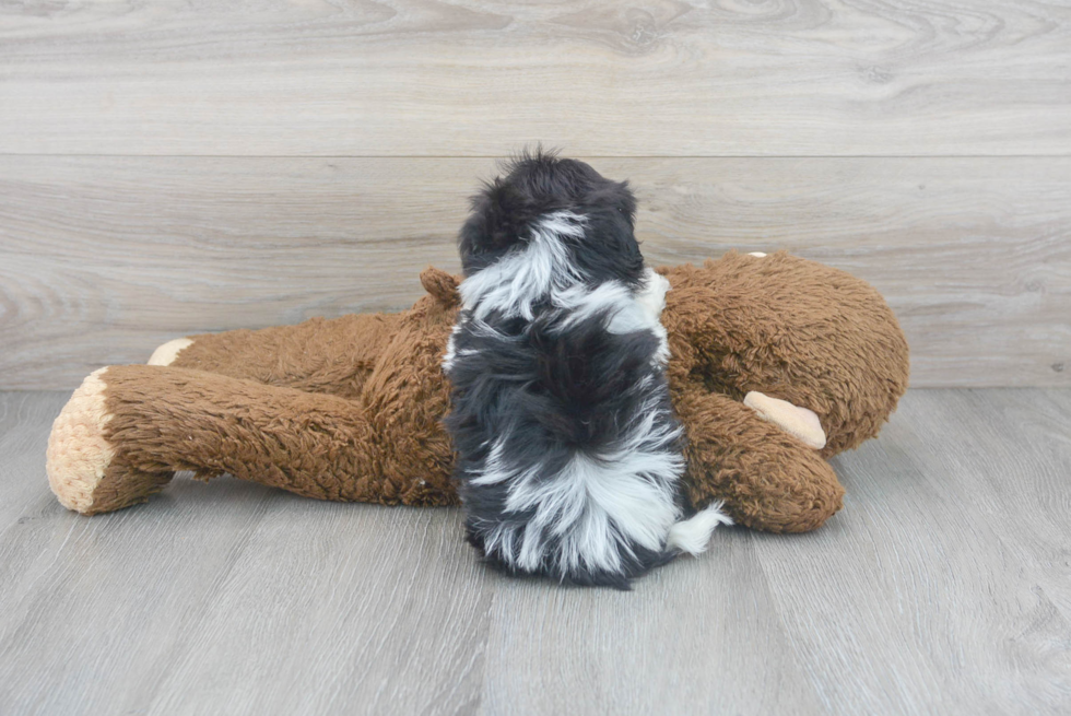 Energetic Havanese Designer Puppy