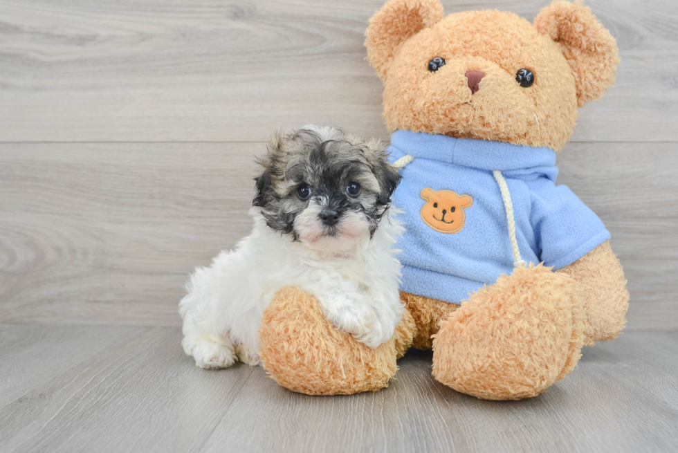 Playful Havanese Designer Puppy