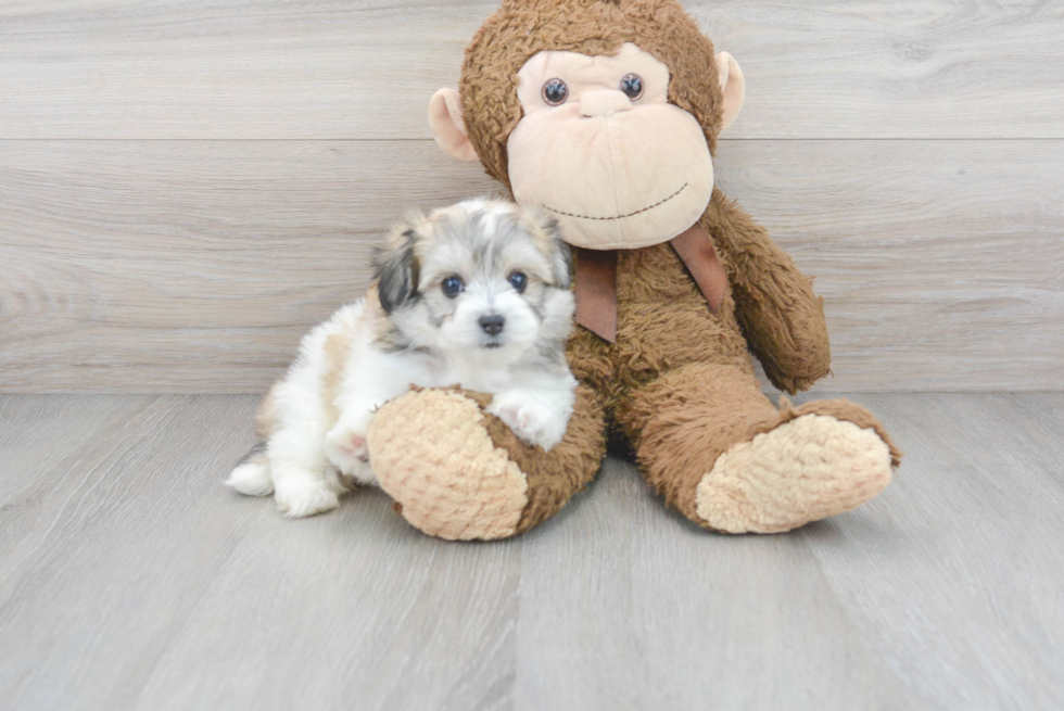 Playful Havanese Designer Puppy