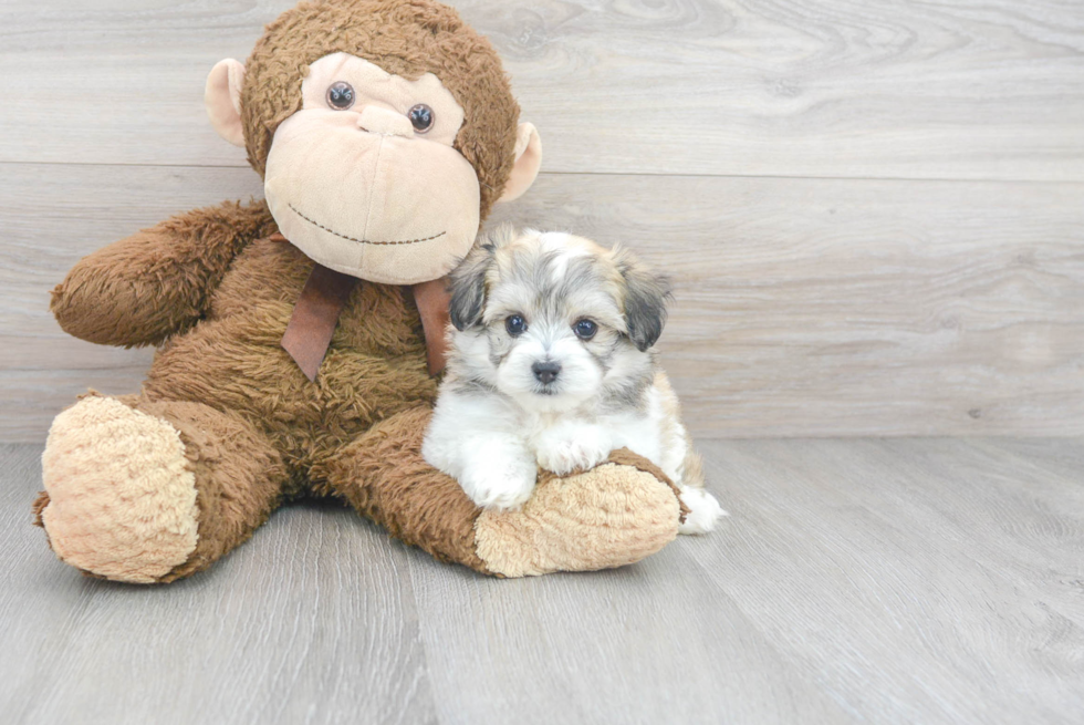 Hypoallergenic Havanese Designer Puppy