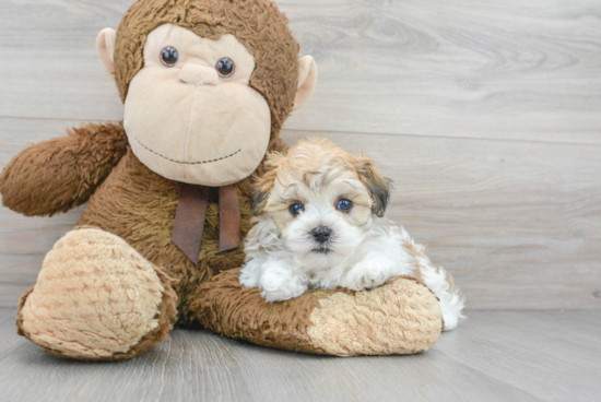 Hypoallergenic Havanese Designer Puppy