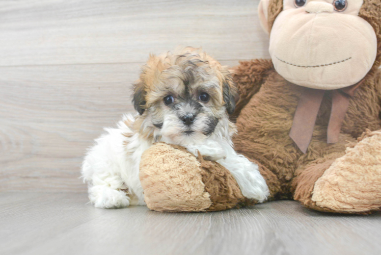 Playful Havanese Designer Puppy