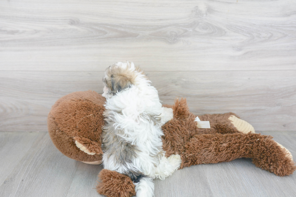 Adorable Havanese Designer Puppy