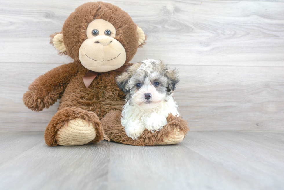 Havachon Puppy for Adoption