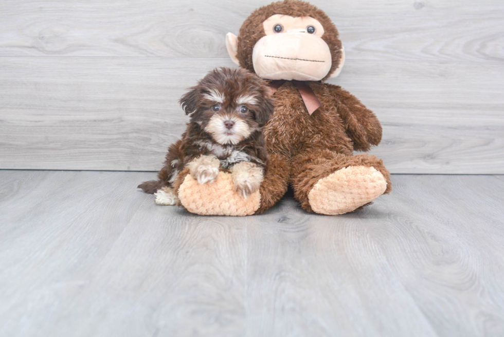 Hypoallergenic Havanese Designer Puppy