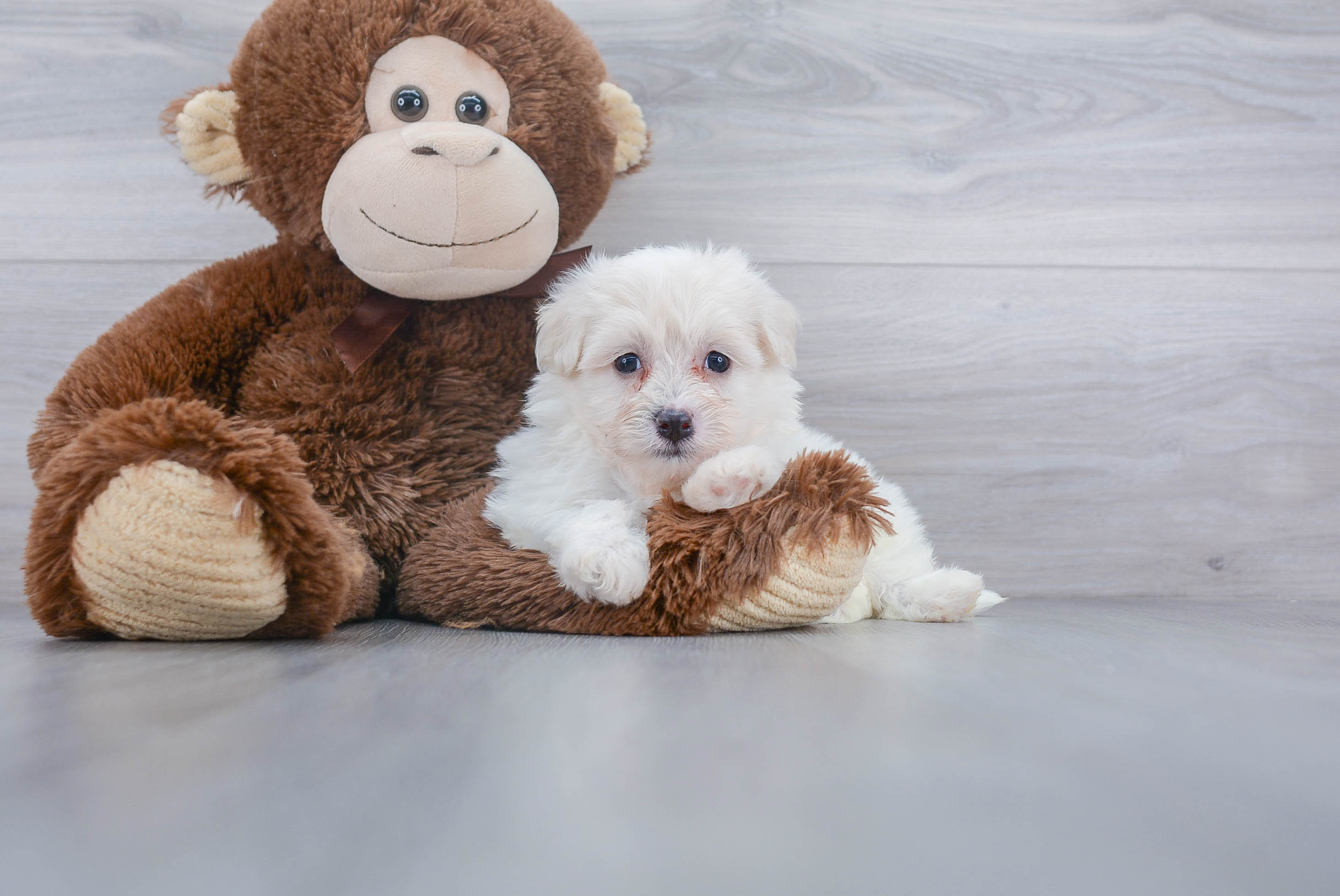 Smart Havachon Designer Pup