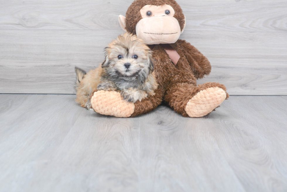 Hypoallergenic Havanese Designer Puppy