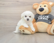 5 week old Havachon Puppy For Sale - Premier Pups