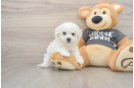 Havachon Puppy for Adoption