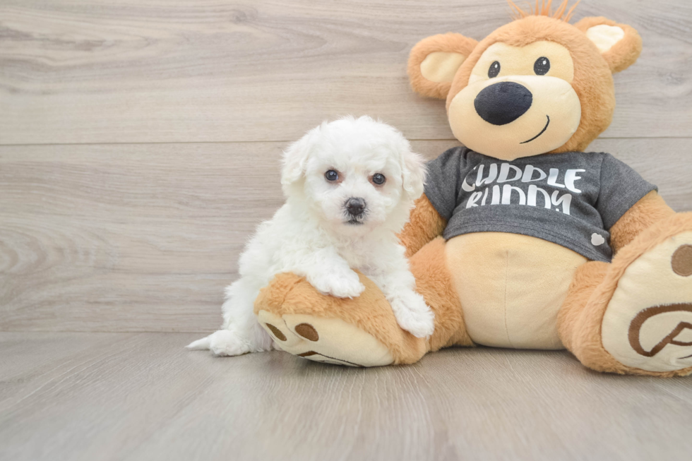 Havachon Puppy for Adoption