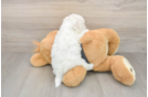 Petite Havachon Designer Pup