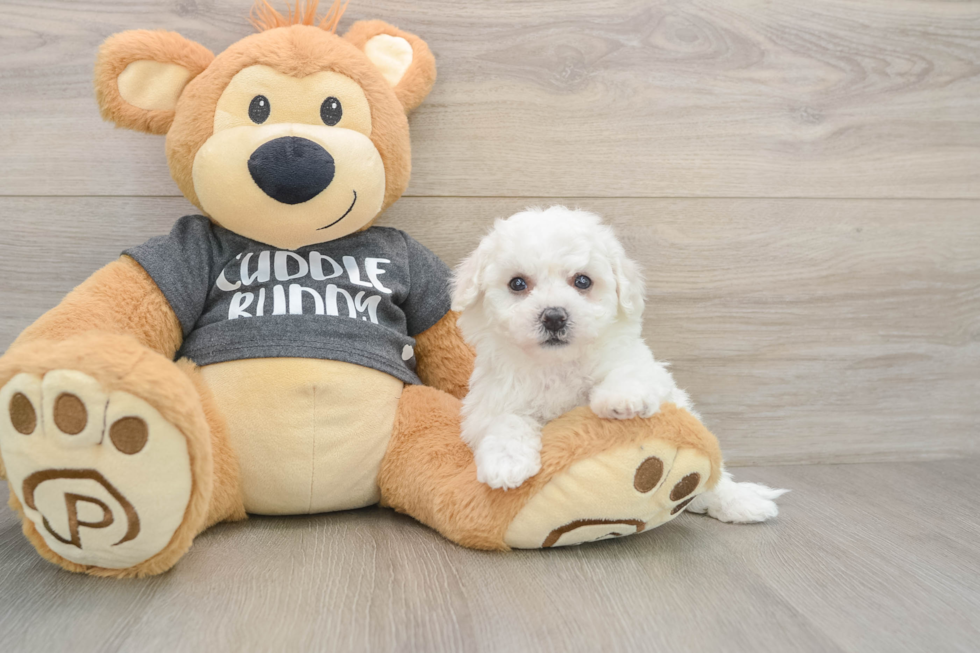 Hypoallergenic Havashon Designer Puppy