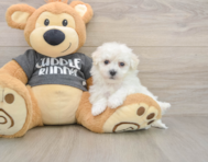 5 week old Havachon Puppy For Sale - Premier Pups