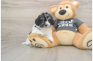 Havachon Pup Being Cute