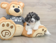 5 week old Havachon Puppy For Sale - Premier Pups