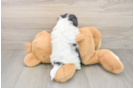 Energetic Havashon Designer Puppy