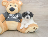 7 week old Havachon Puppy For Sale - Premier Pups