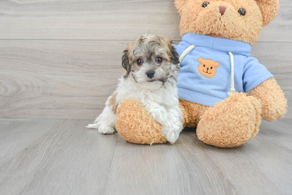 Adorable Havanese Designer Puppy