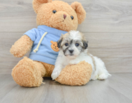 5 week old Havachon Puppy For Sale - Premier Pups